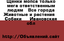 Щенки мопса только мега-ответственным людям - Все города Животные и растения » Собаки   . Ивановская обл.